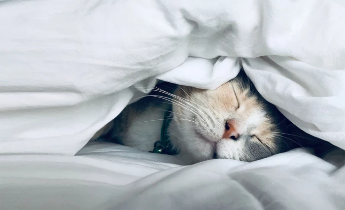 Как сон влияет на здоровье суставов?